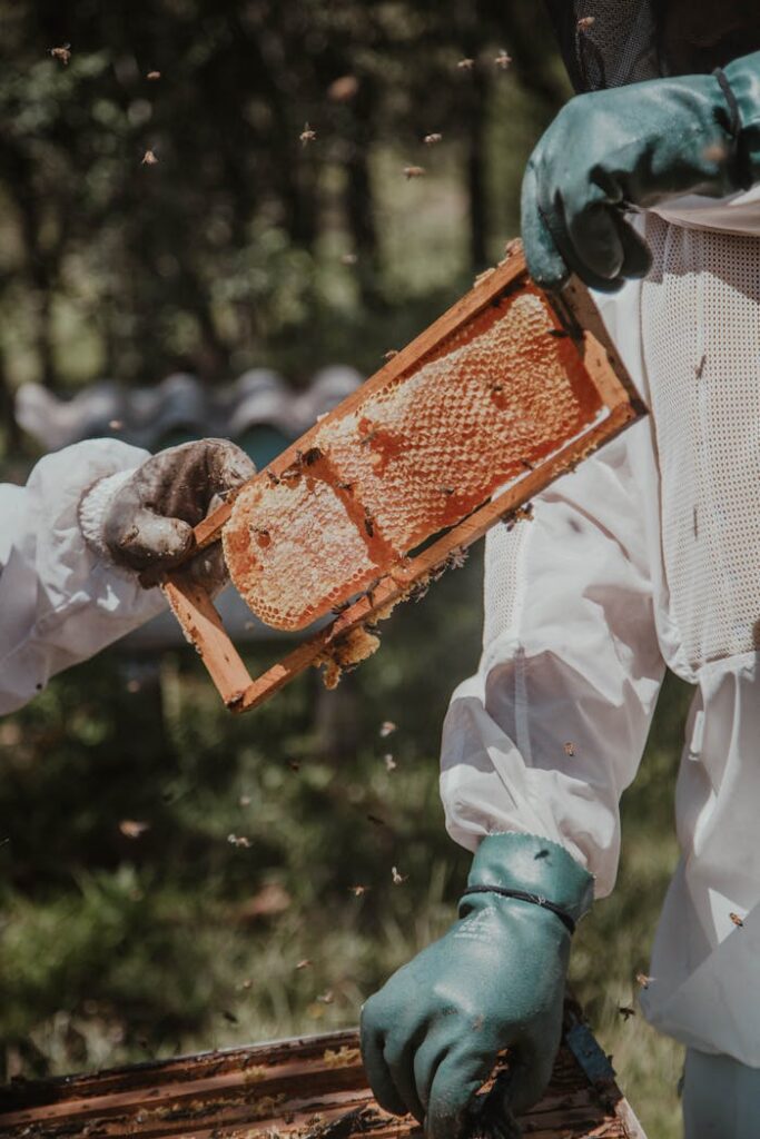 pexels-photo-2260933 Two beekeepers examine a honey-filled honeycomb frame in an outdoor setting, ensuring safety with protective gear.